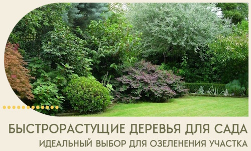 Быстрорастущие деревья для сада идеальный выбор в Мончегорске