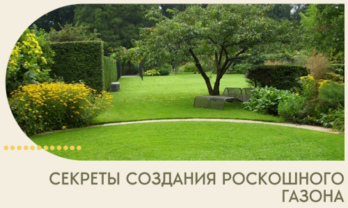 Секреты создания роскошного газона в Мончегорске